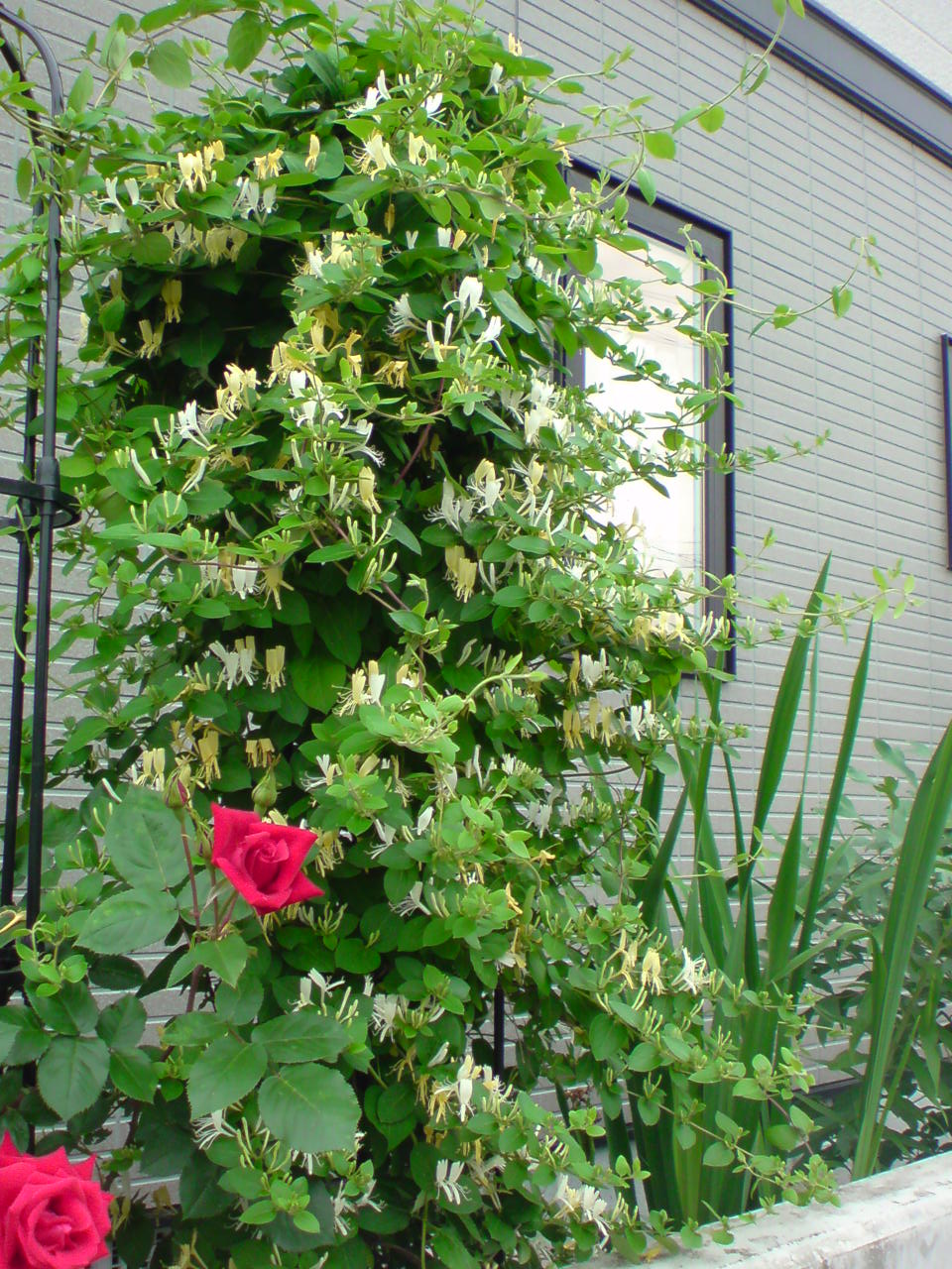 ハニーサックルが North Garden 小さい庭のバラ達