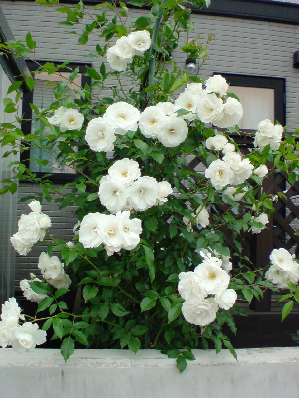 つるアイスバーグ North Garden 小さい庭のバラ達