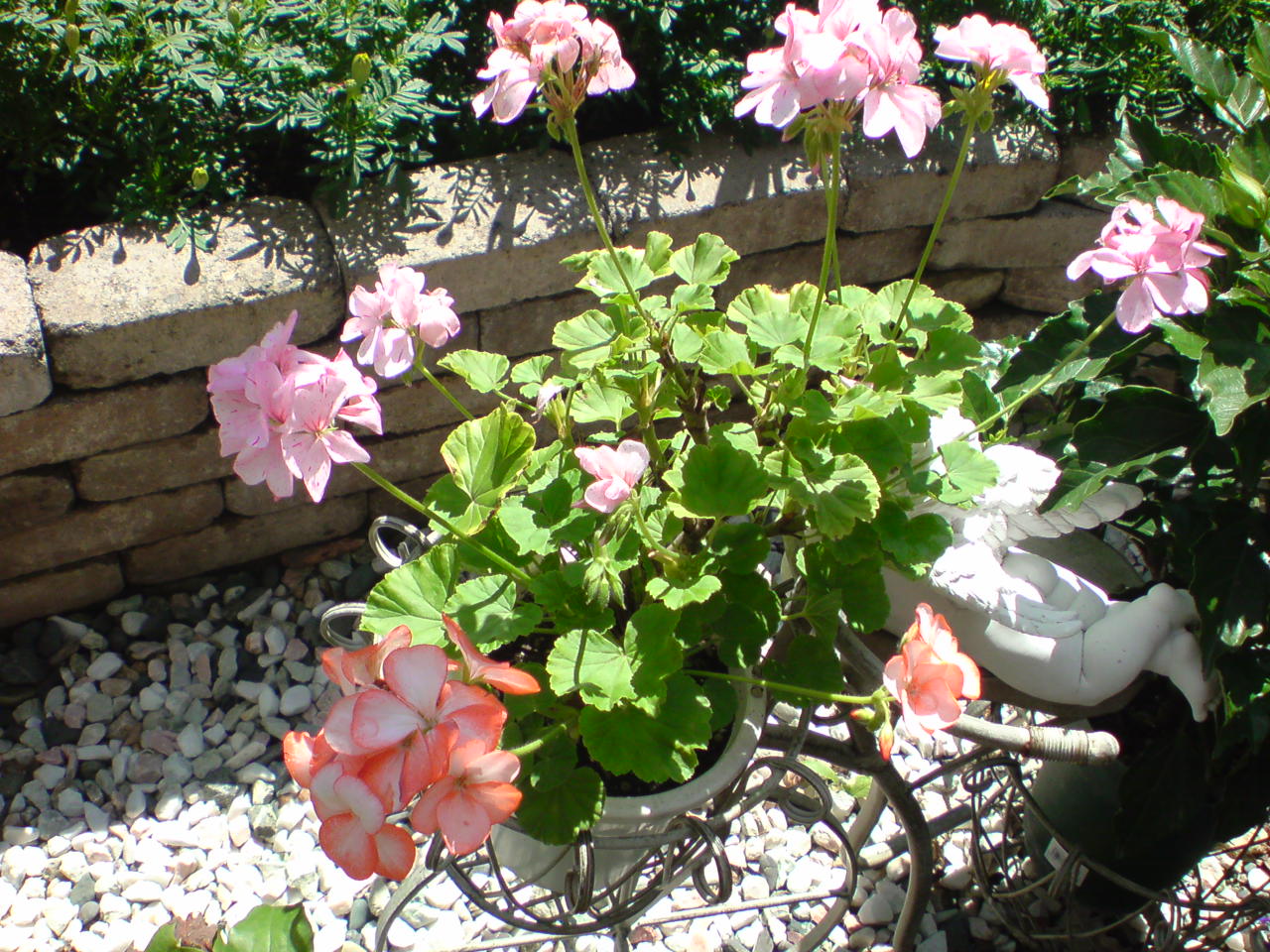 ゼラニウム North Garden 小さい庭のバラ達